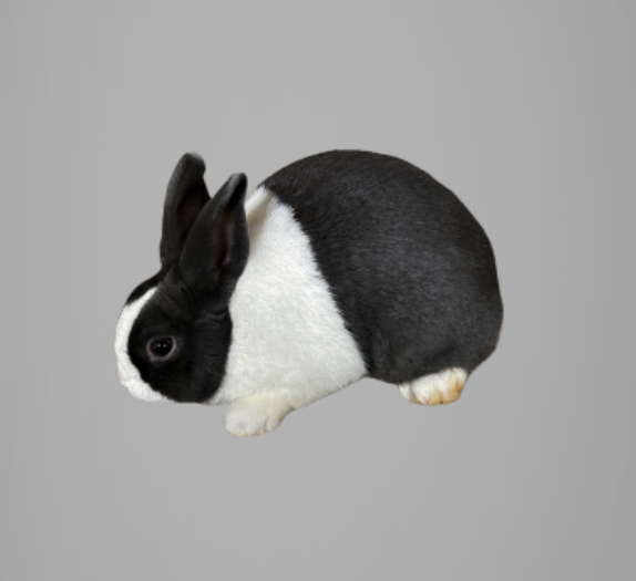 〈rabbit〉様 Recognized Varieties — dutchrabbit.com
